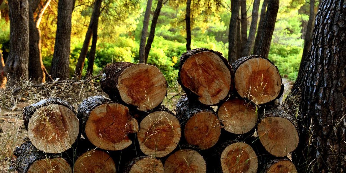 logs, wood, forest-3639211.jpg